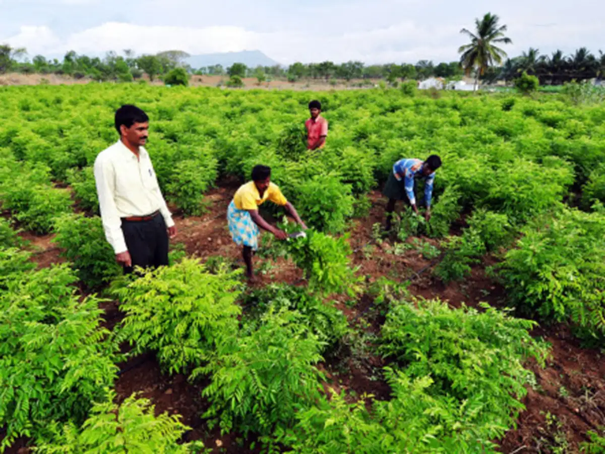 Eco-tourism resort treehouse